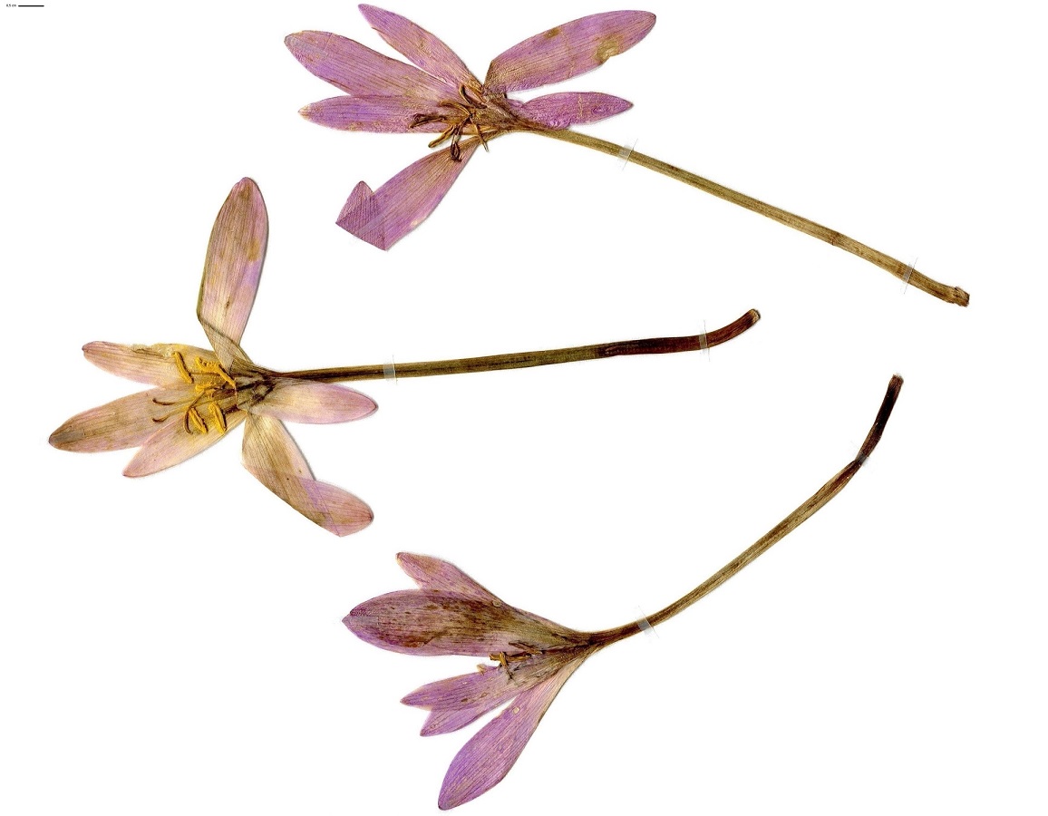 Colchicum autumnale (Colchicaceae)